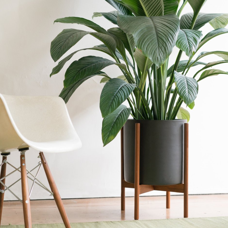 Монстера Борситжиана