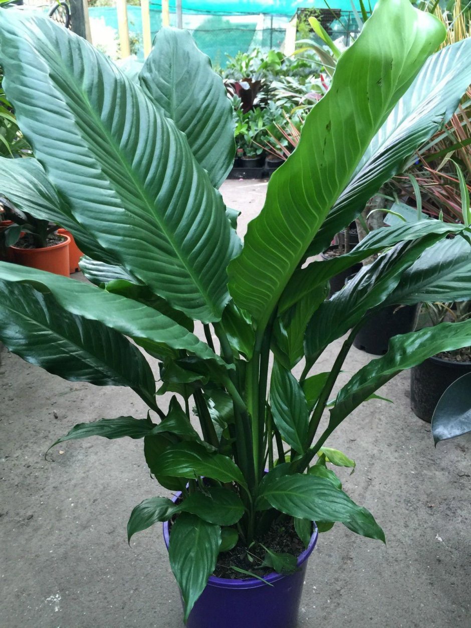 Спатифиллум эухарис