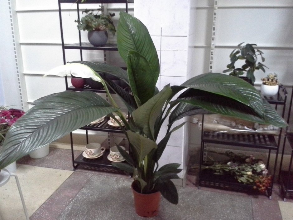 Сингониум лиановидный