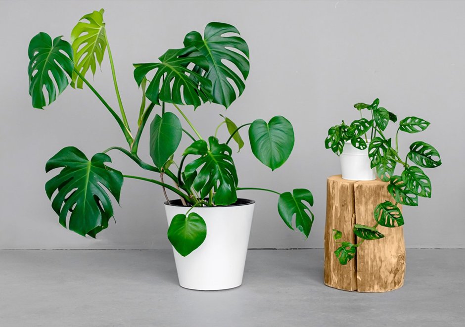 Бегония вьюнковая