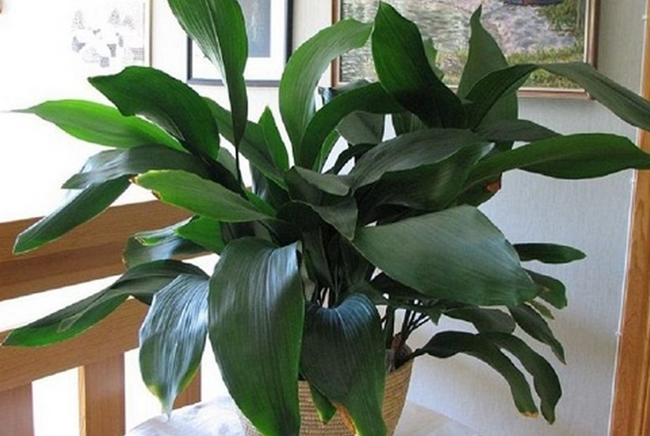 Фикус вишневидный