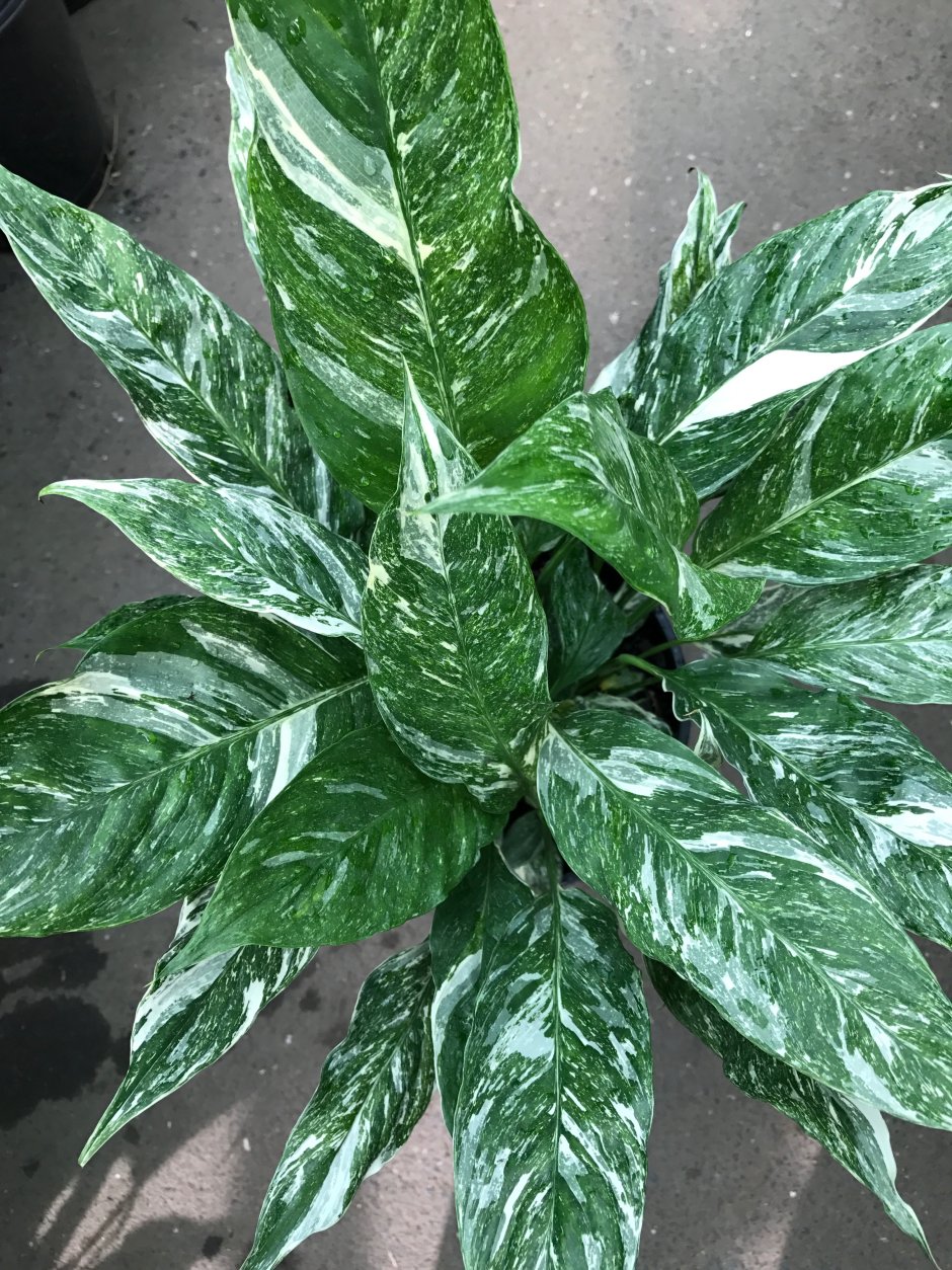 Фикус лирата Бамбино