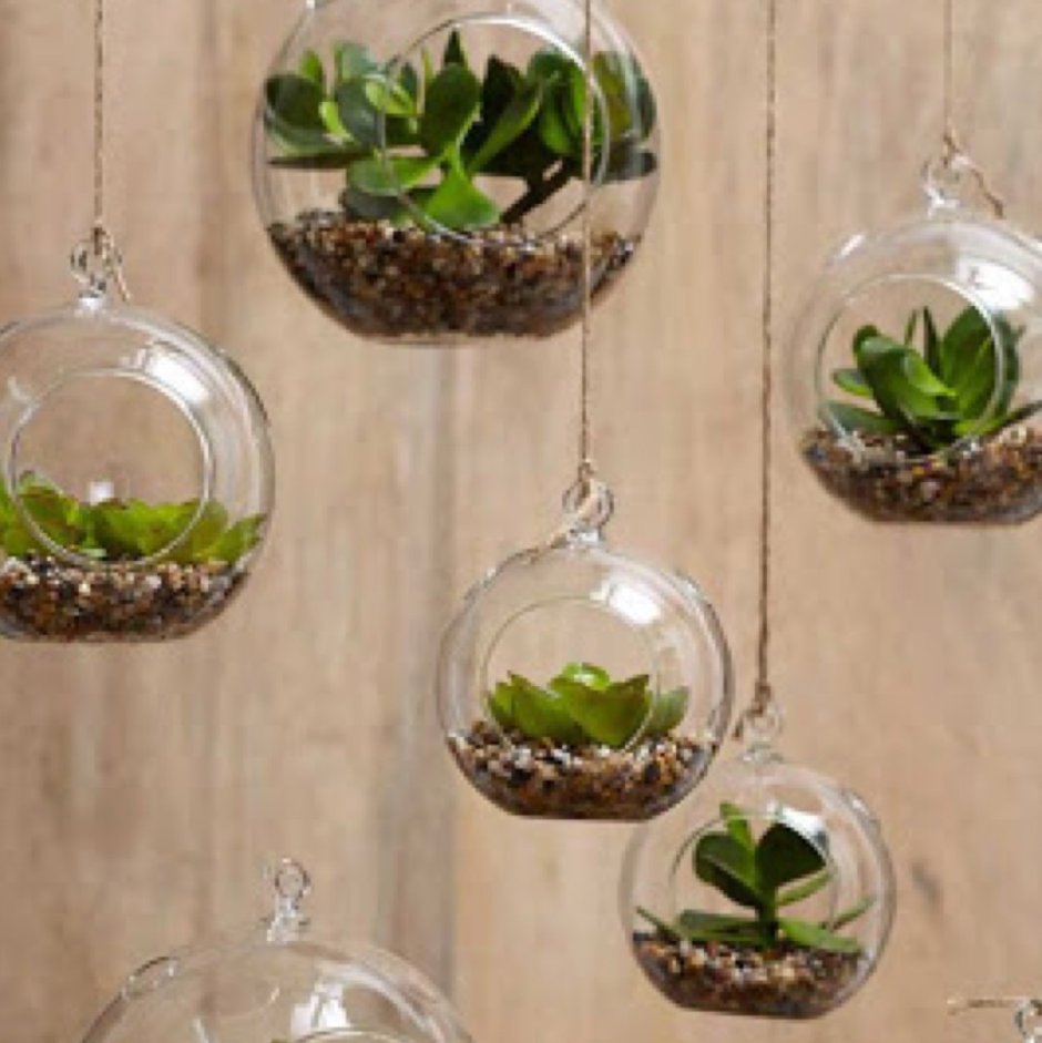 Флорариум в интерьере подвешенные над потолком