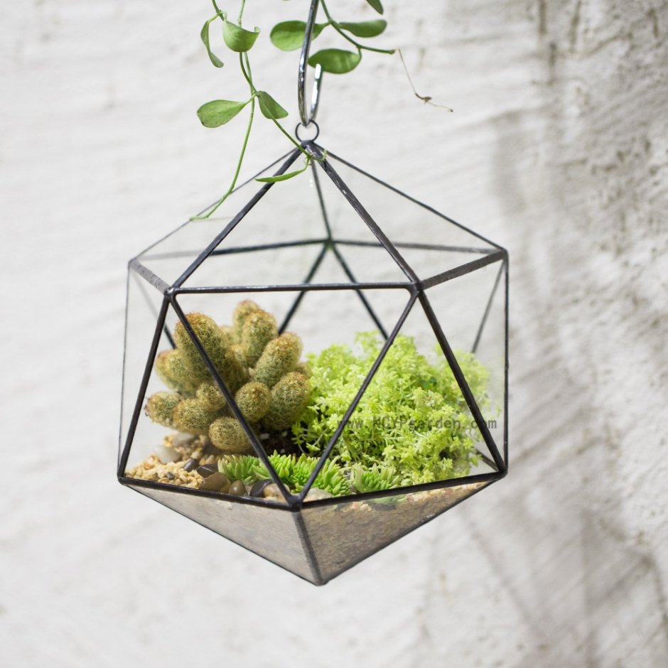 Икосаэдр террариум