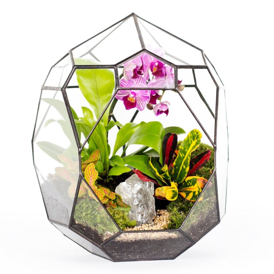 Флорариум сад орхидей