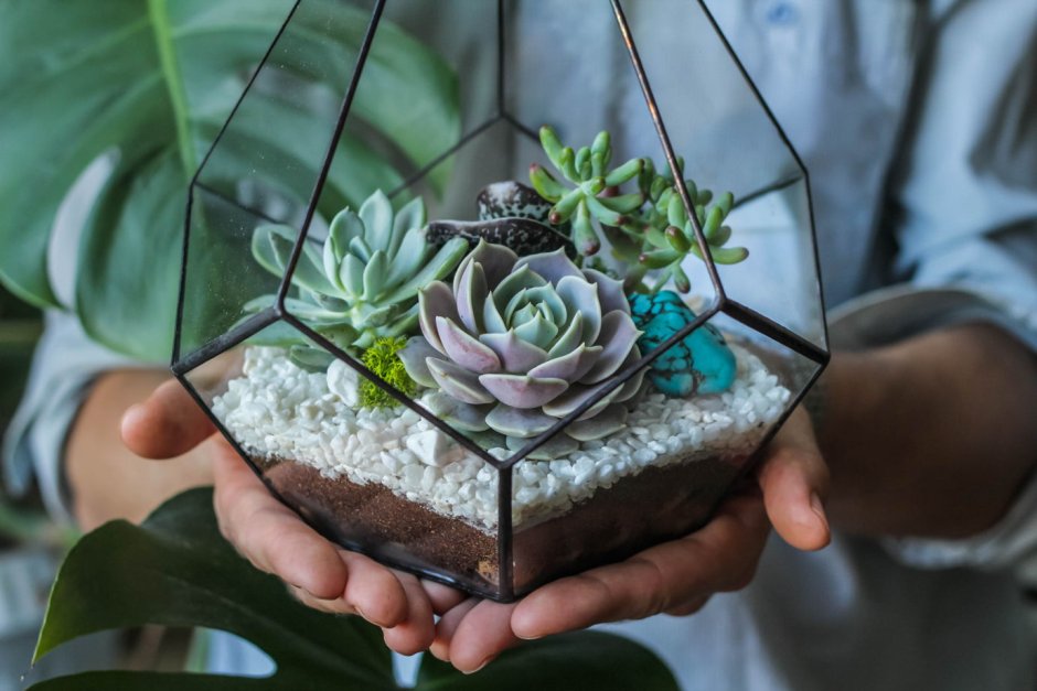 Флорариум капля-суккулент