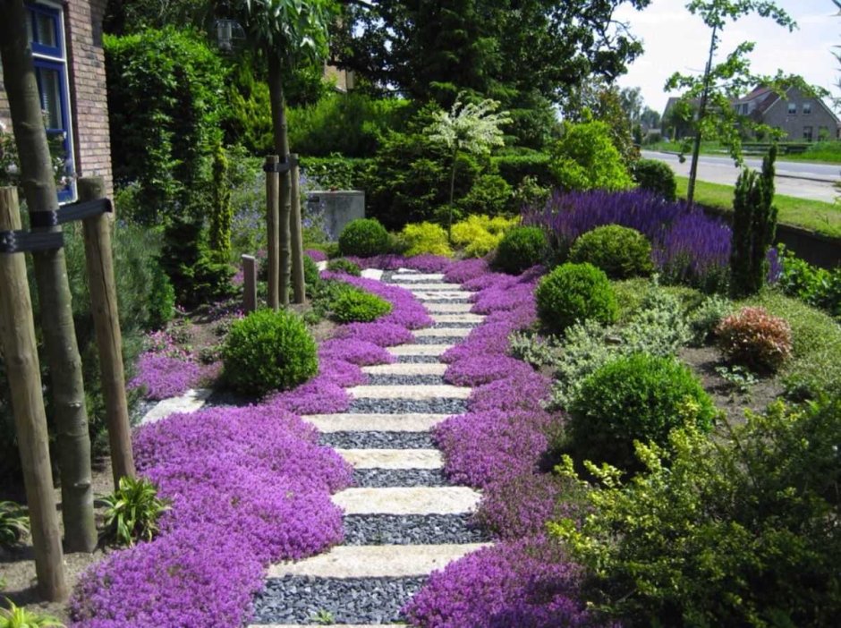 Почвопокровные растения мощение