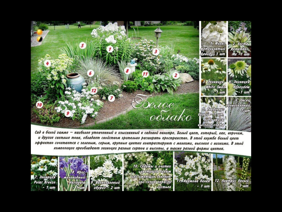 Цветники с описанием