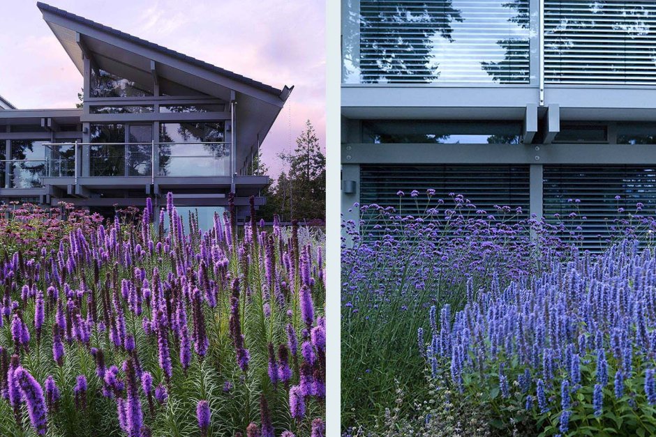 Создание современных растений