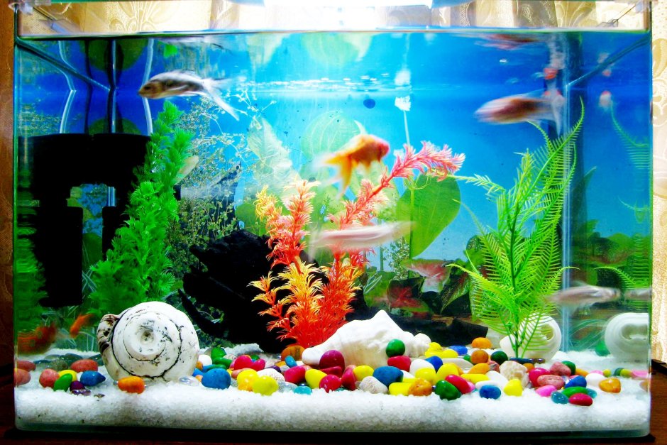 Домашний аквариум с рыбками