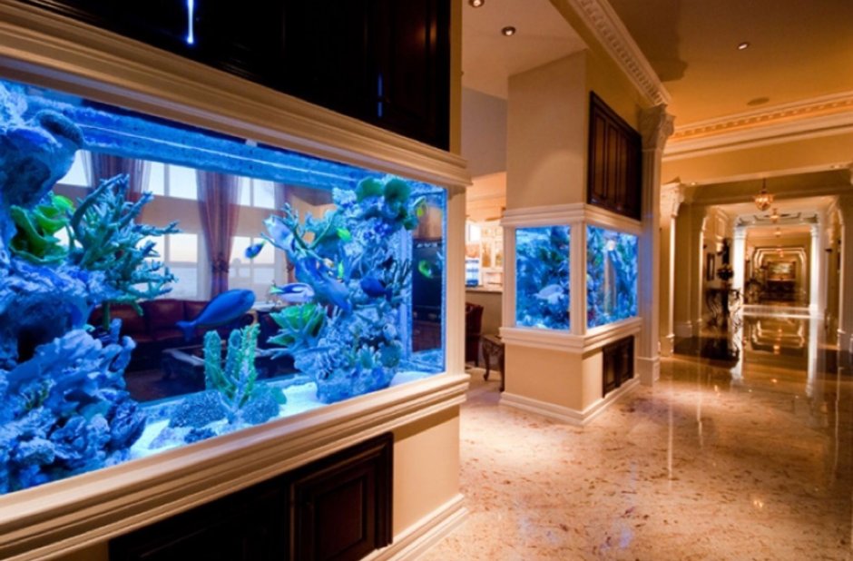 Дискусы в аквариуме