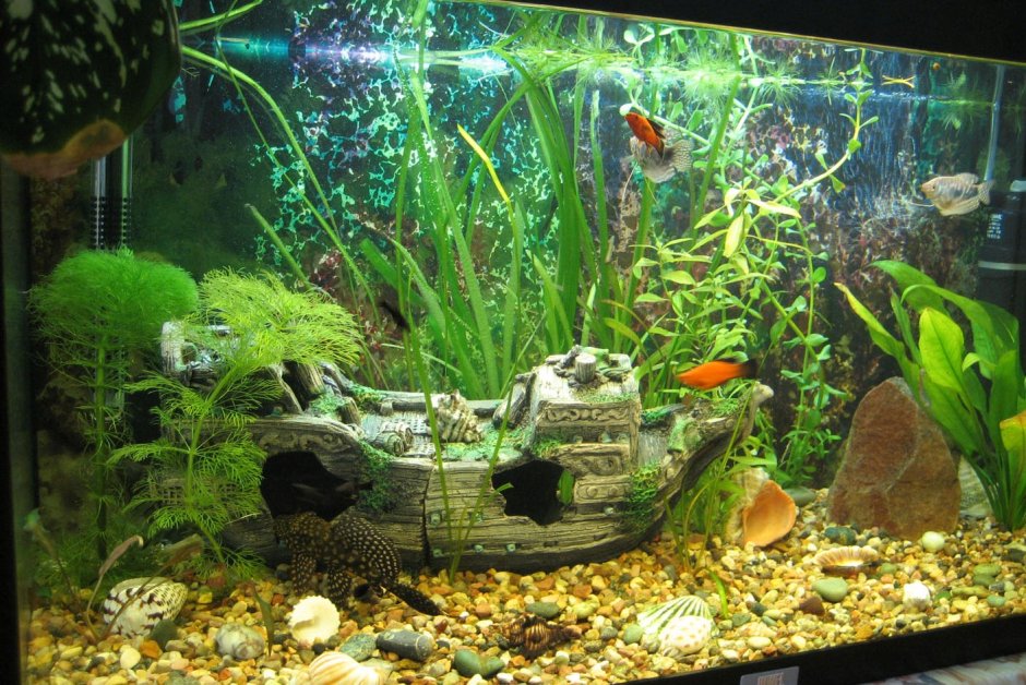 Цихлидник 300