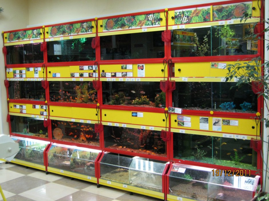 Деревянные стеллажи зоомагазин