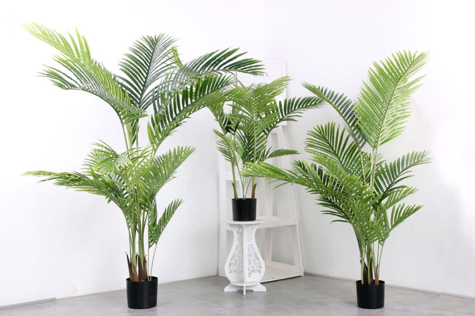 Пальма в интерьере