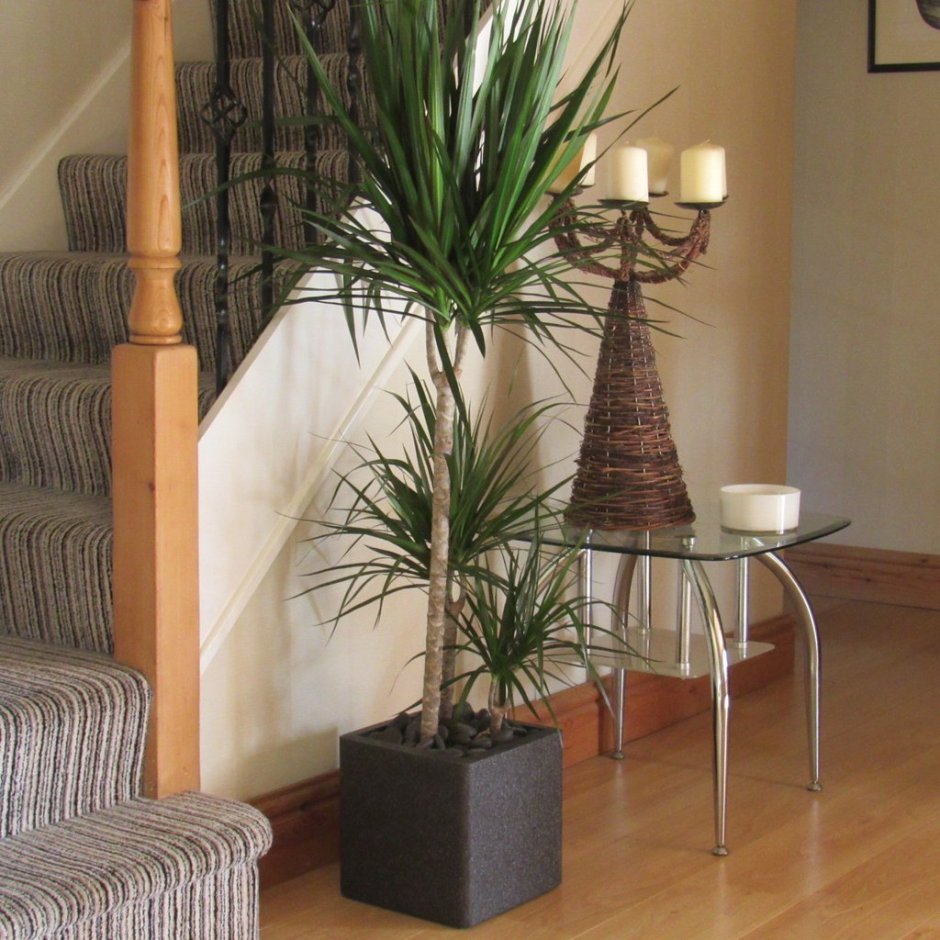 Драцена Маргината в интерьере