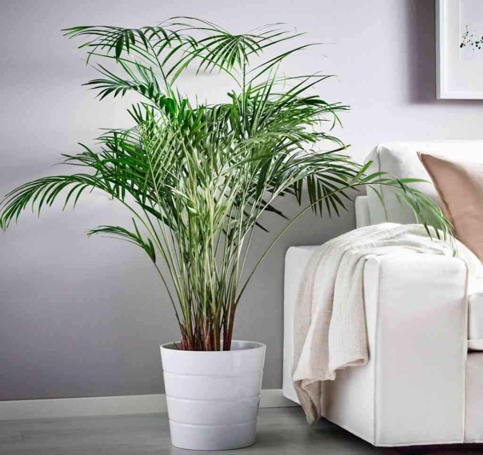 Арека Хризалидокарпус