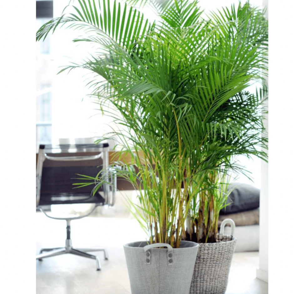 Арека Дипсис