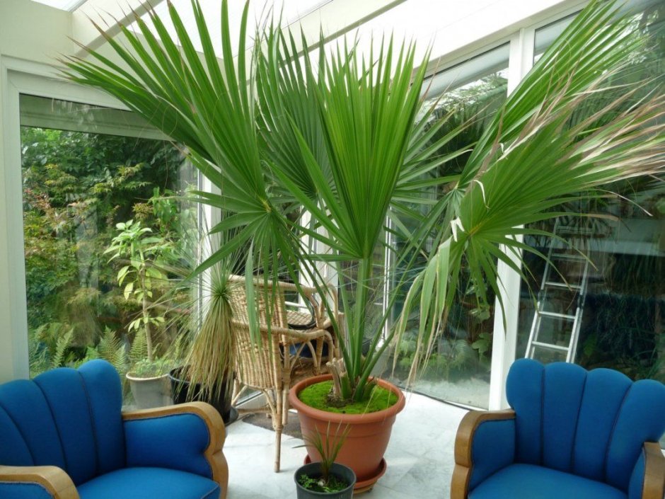 Кубинская Пальма комнатное растение