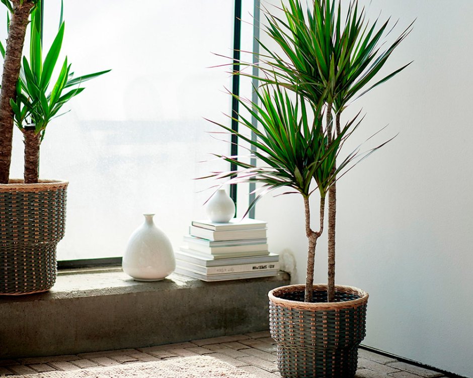 Пальма Драцена Маргината