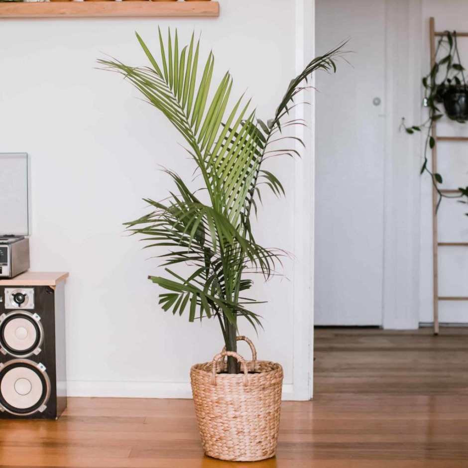 Пальма Majesty