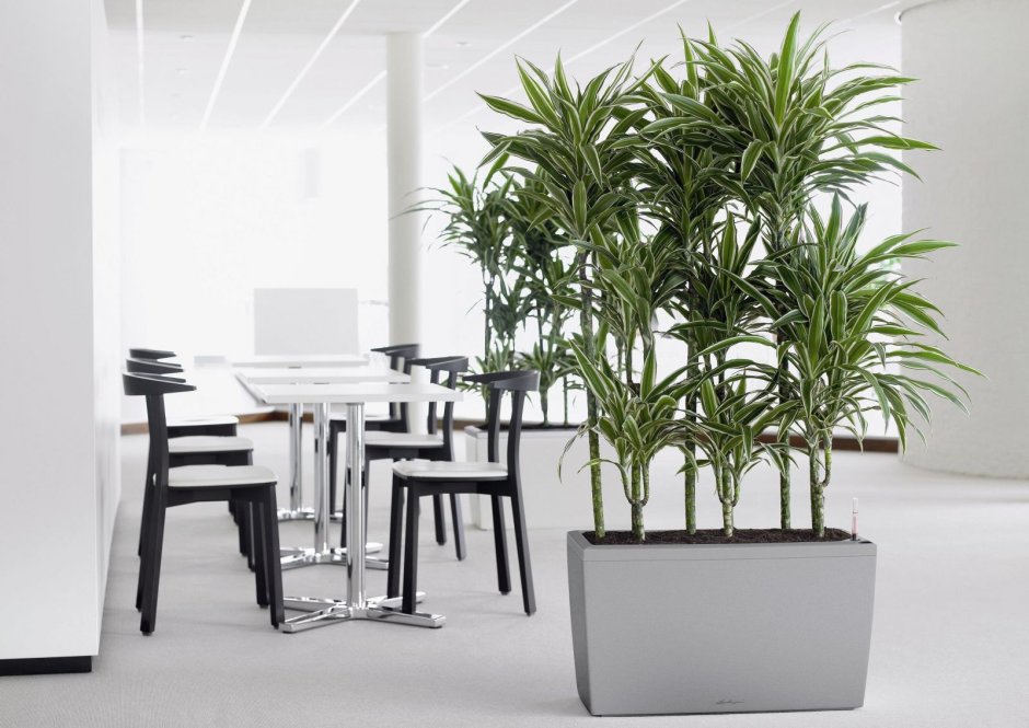 Кашпо Караро Лечуза