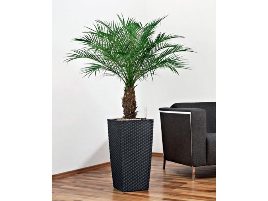 Кашпо Лечуза cubico Cottage