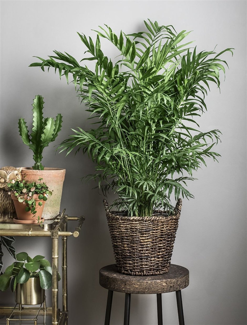 Бамбуковая Пальма хамедорея