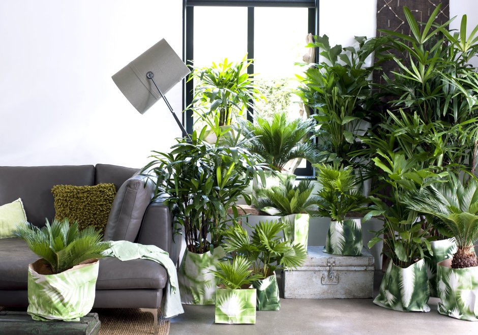 Пальма в интерьере