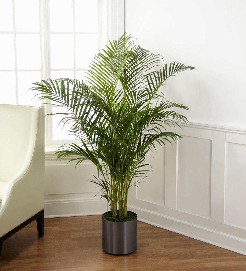 Ховея Хризалидокарпус