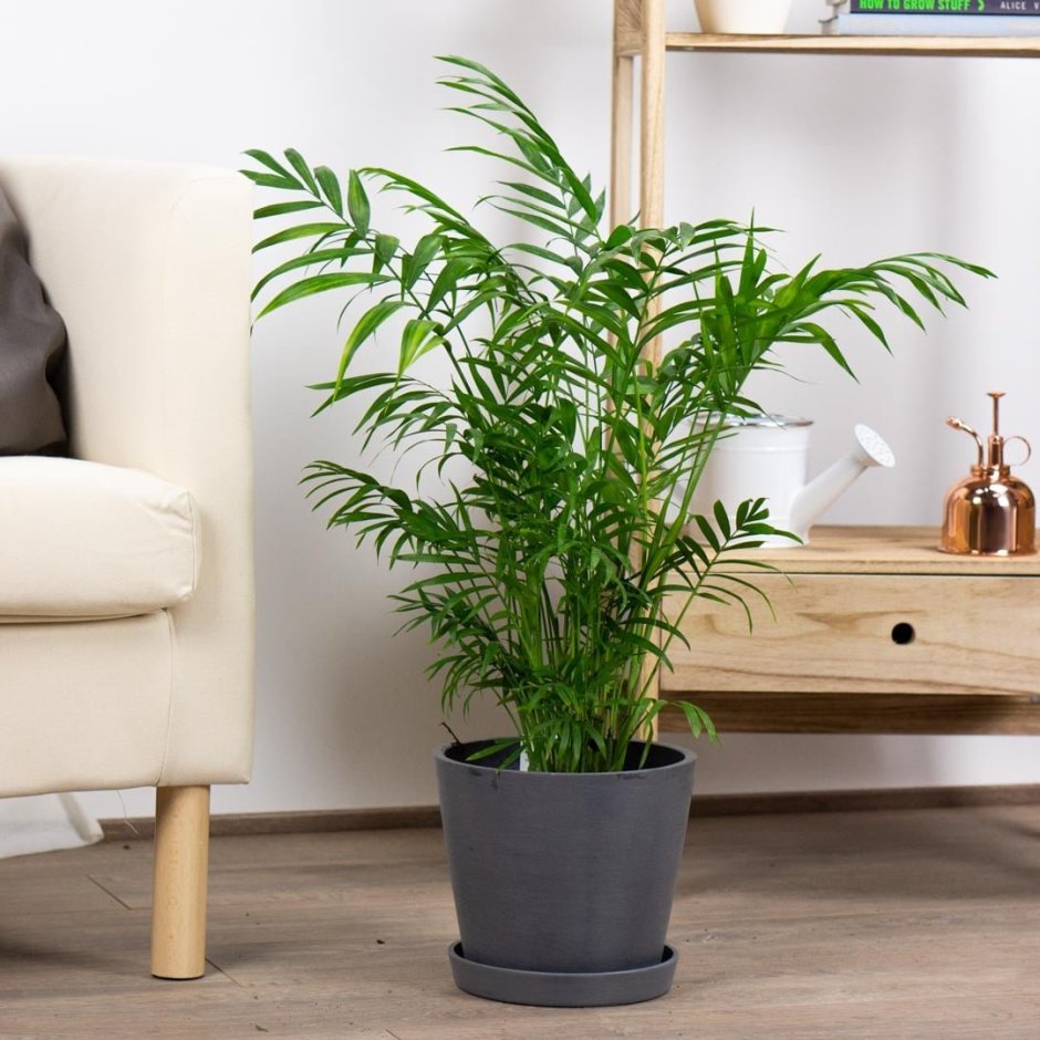 Цветок хамедорея Элеганс