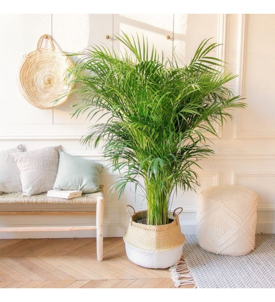 Арека Хризалидокарпус