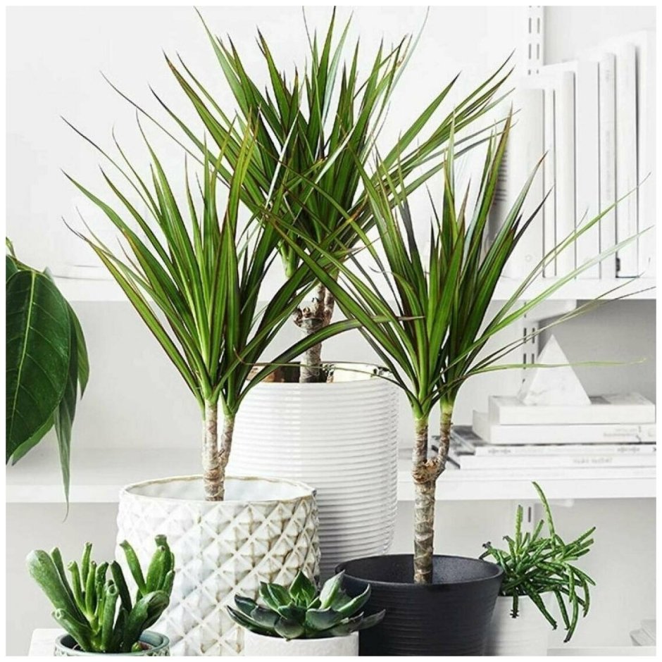 Драцена Маргината