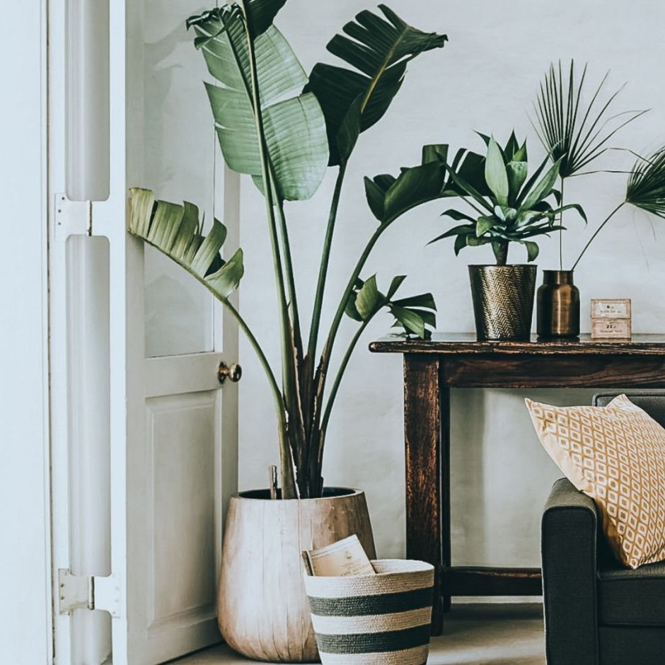 Фитодизайн монстера