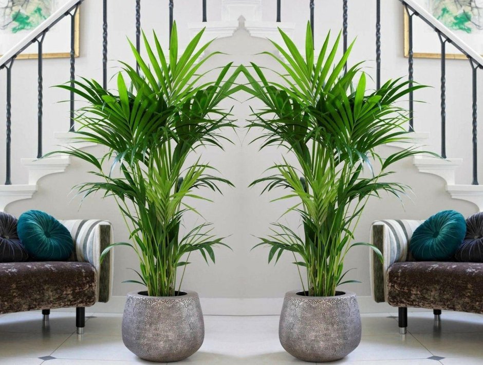 Панданус винтовая Пальма Ховея