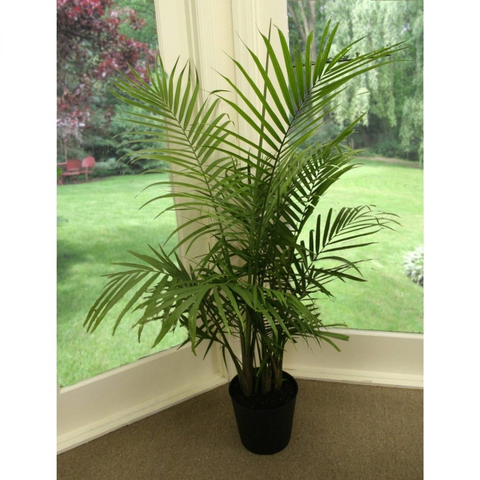 Равенея Ручейная