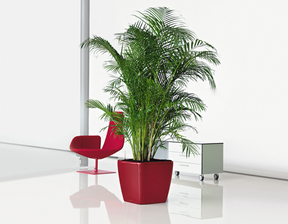 Indoor Plant in ОФК