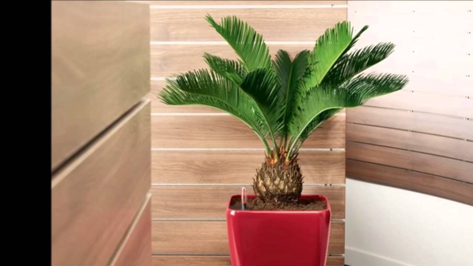 Цикас + Lechuza