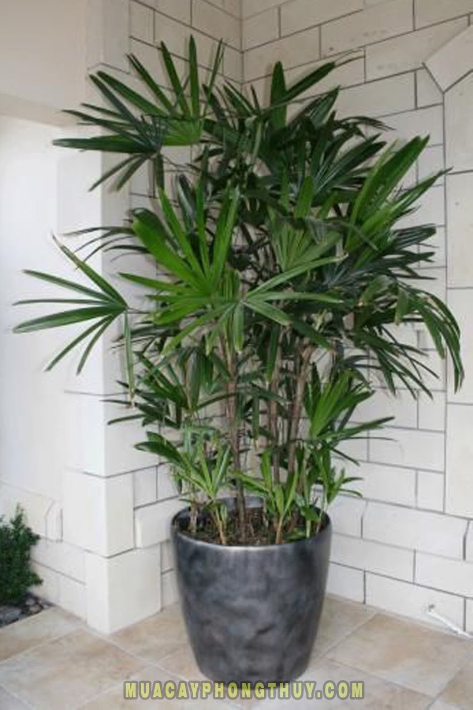 Рапис растение ядовитое