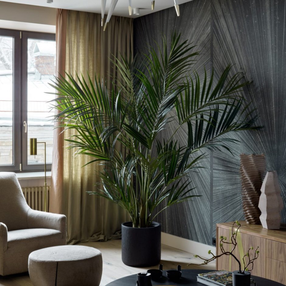 Пальма в гостиной