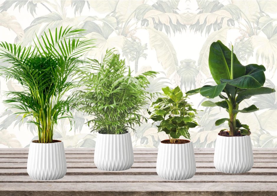 Пальма Драцена