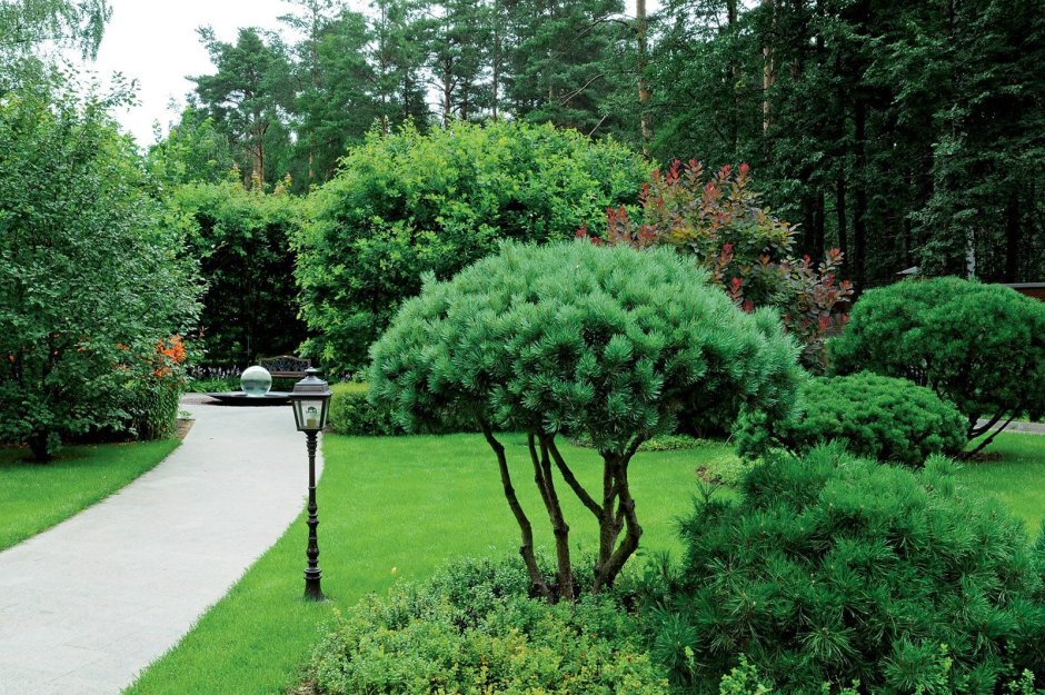 Туя Брабант ниваки