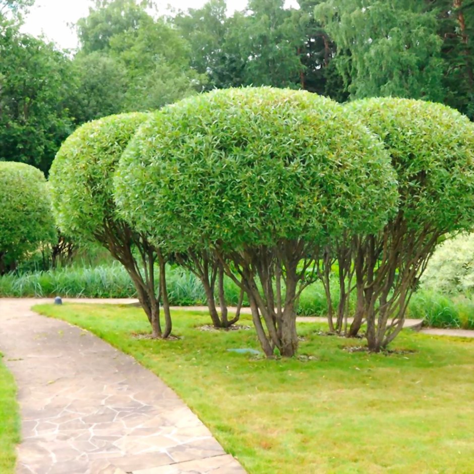 Миксбордер туя Барбарис