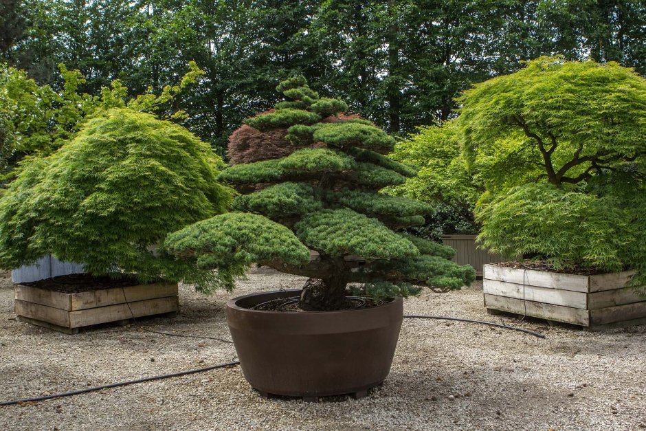 Клен ниваки