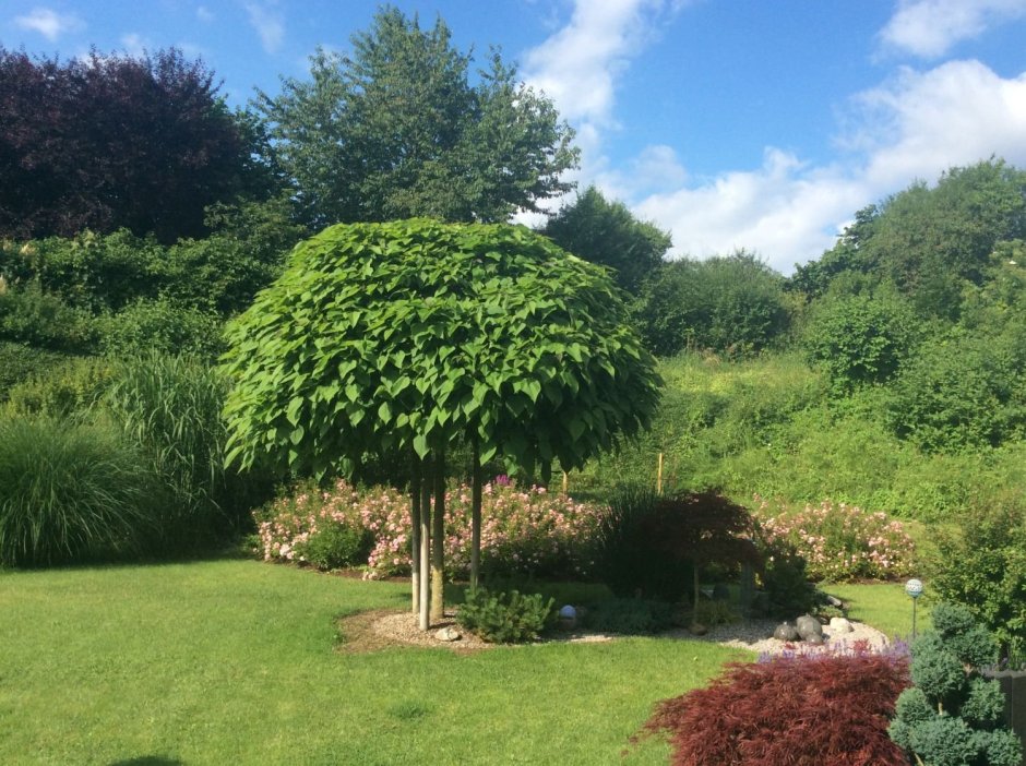 Миксбордер с туей Смарагд