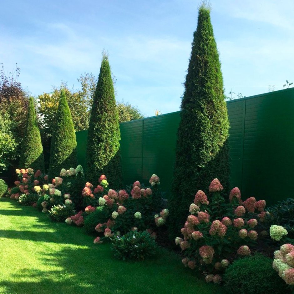 Вяз шершавый Кампердоуни