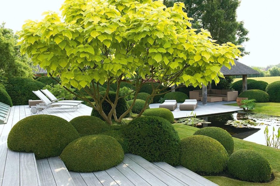 Катальпа бигнониевидная дерево