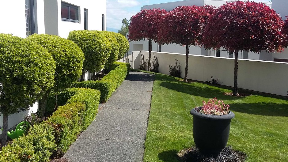 Клен веерный Бладгуд