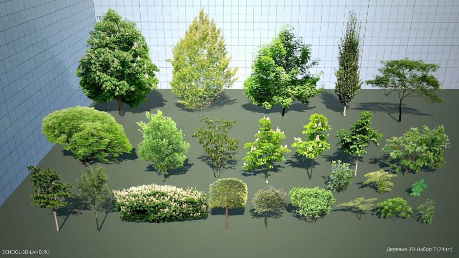 Дерен белый ниваки