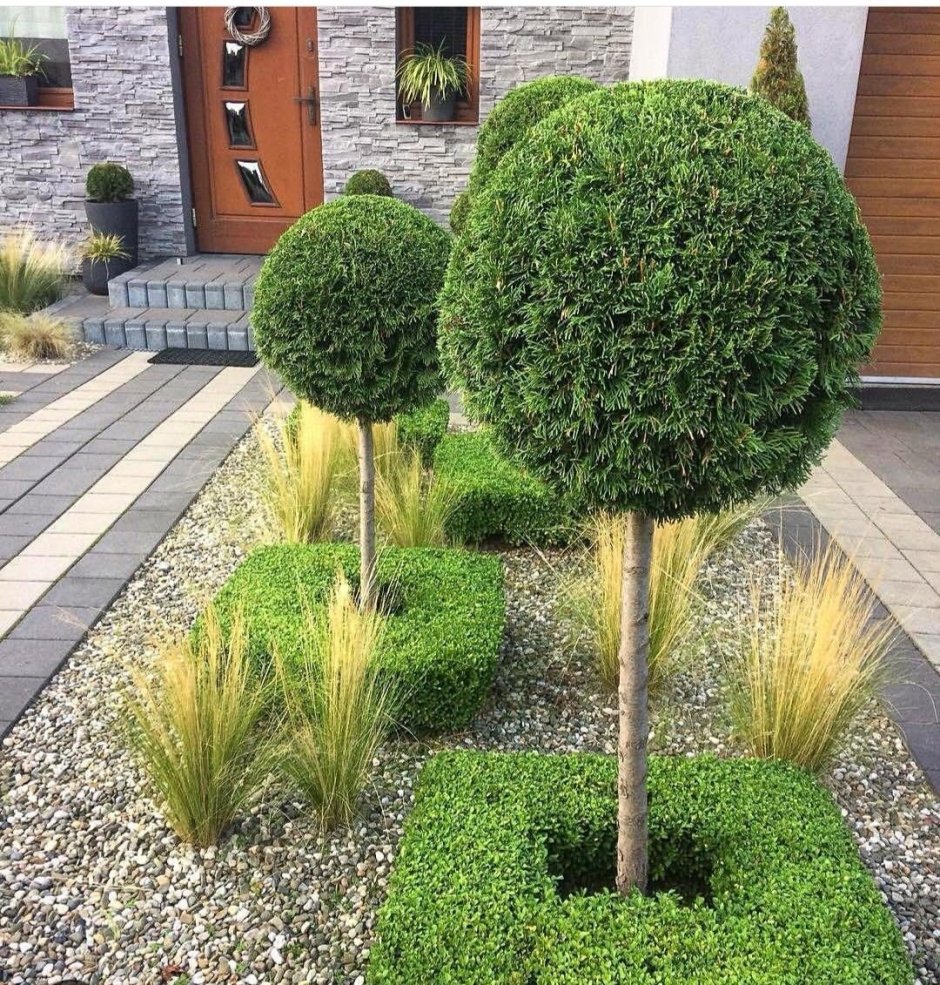 Хвойники Барбарис спирея