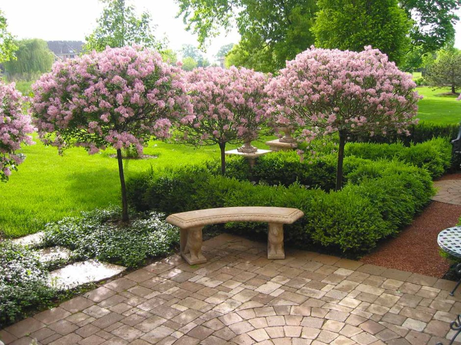 Азалия рододендрон древовидная